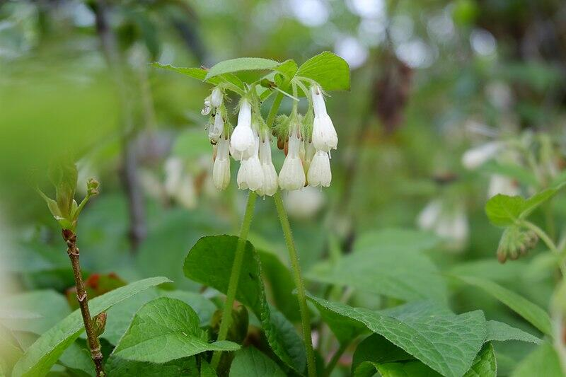 Creeping Comfrey