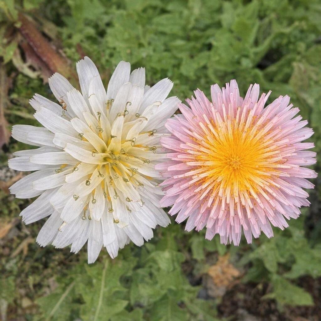 Why Settle for Yellow Dandelions?