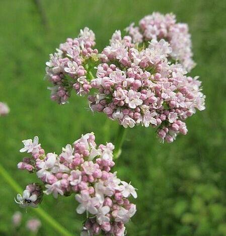 Herbal Valerian