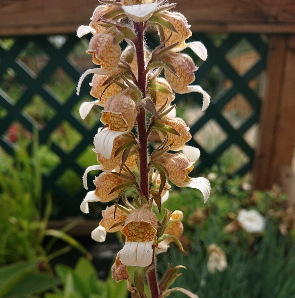 The Helen of Troy Foxglove