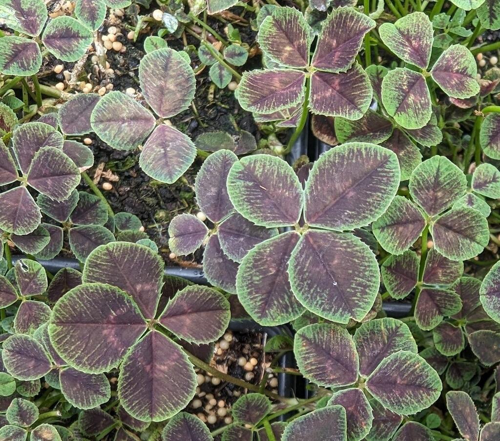 Purple Four-Leaved Clover