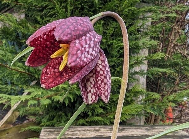 Fritillaries