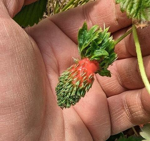 A Hairy Strawberry?