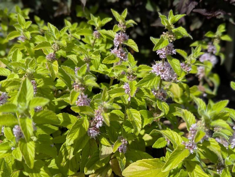 Banana Mint