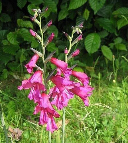 Gladiolus for Cut Flowers