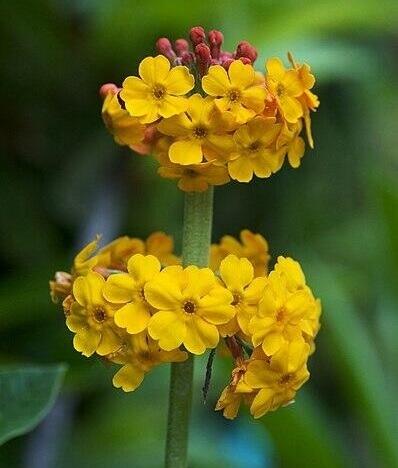 Bulley's Primrose