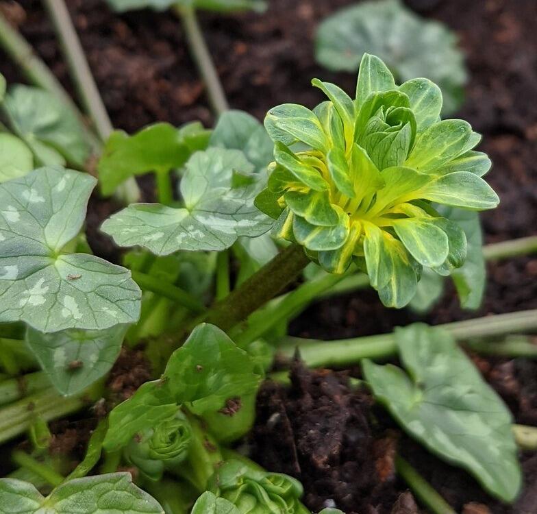 Green Petal Celandine
