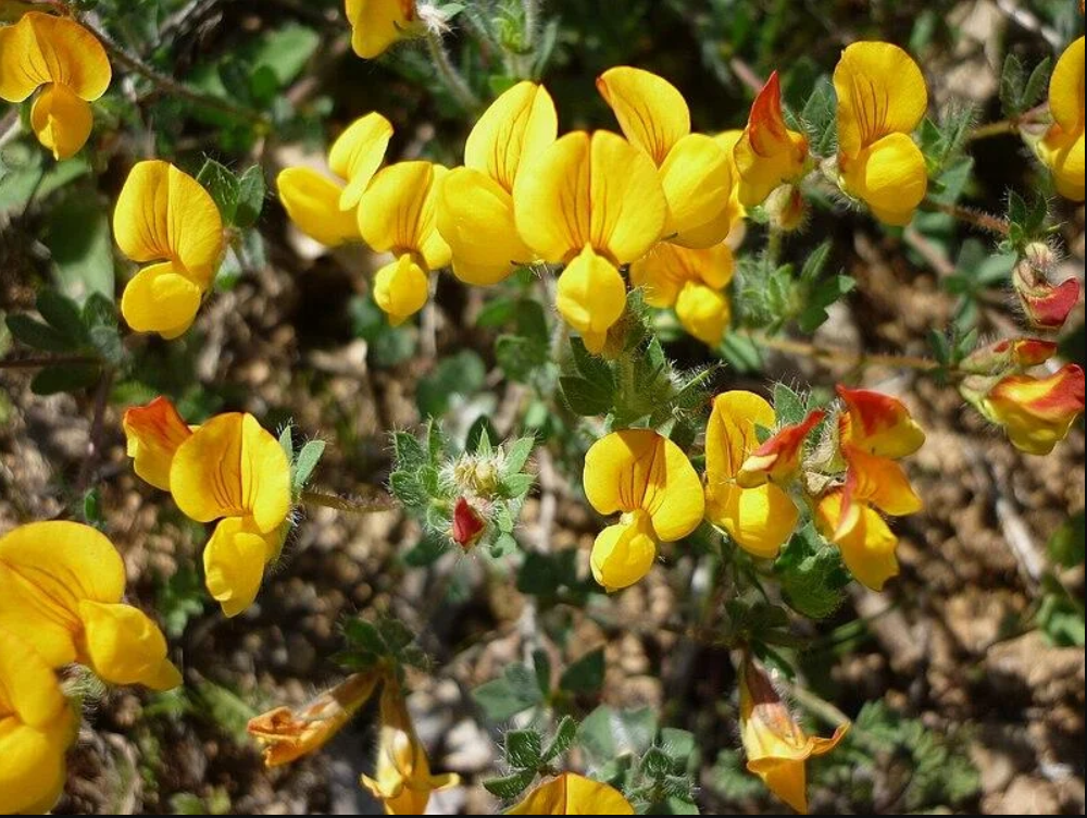 Wildflower Bird's Foot Trefoil