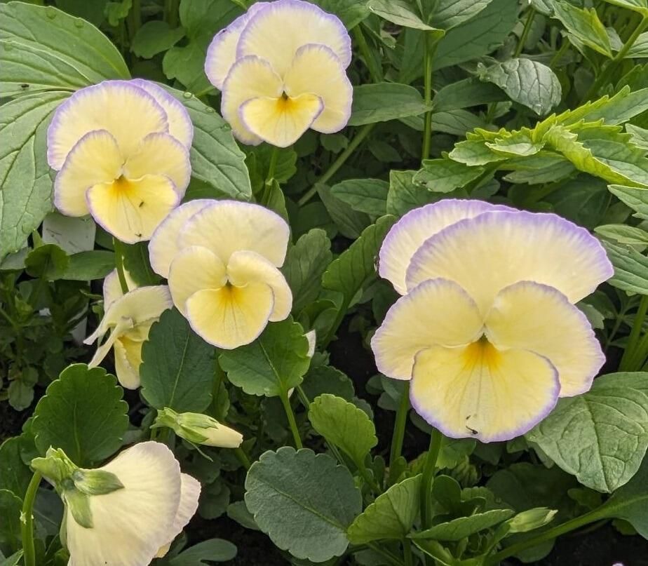 Beautiful Viola 'Etain'