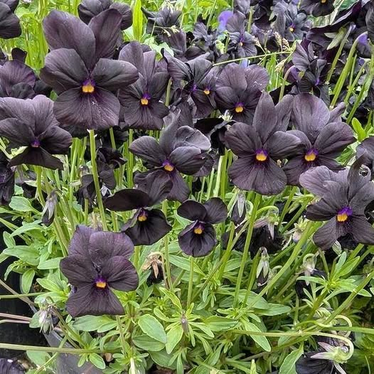 The only truly black Perennial Viola