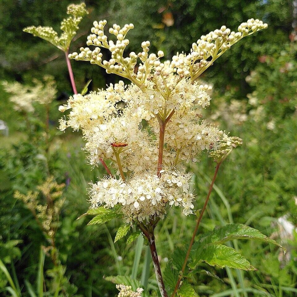 A Sacred Herb of Druids