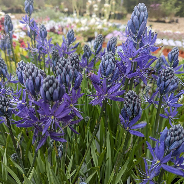 Beautiful Wild Hyacinths