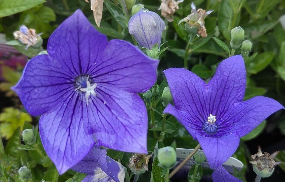 Balloon Flower