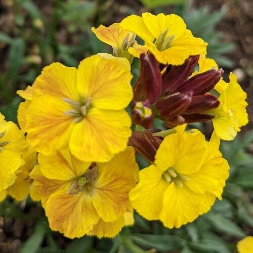 Perennial Wallflowers