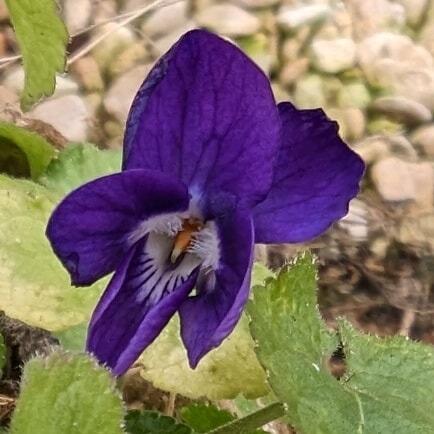 New Violet
