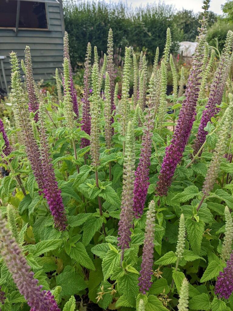 Drought-tolerant Teucrium