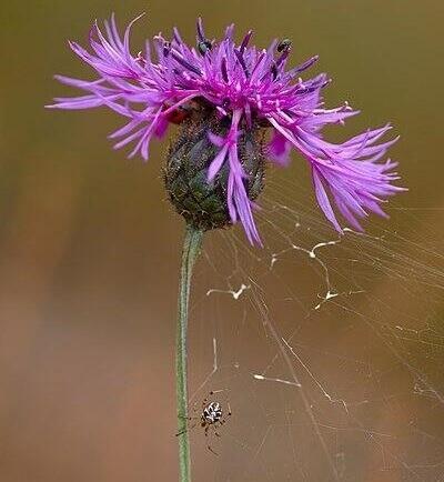 Greater Knapweed