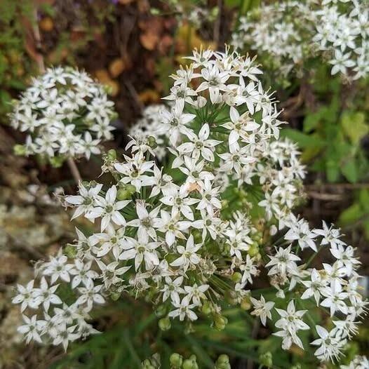 Add Garlic Chives to Sandwiches and Salads