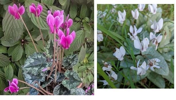 Sow-bread (Cyclamen)