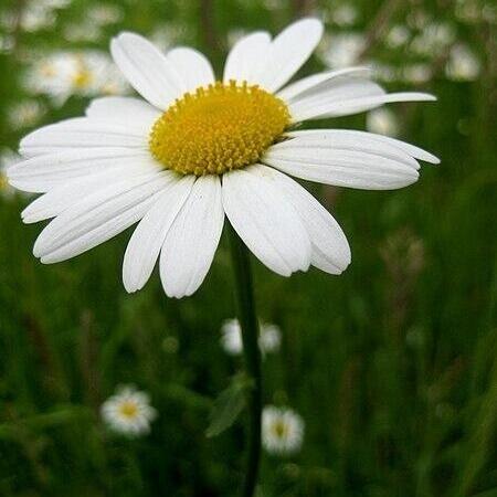 The Humble Ox-Eye Daisy