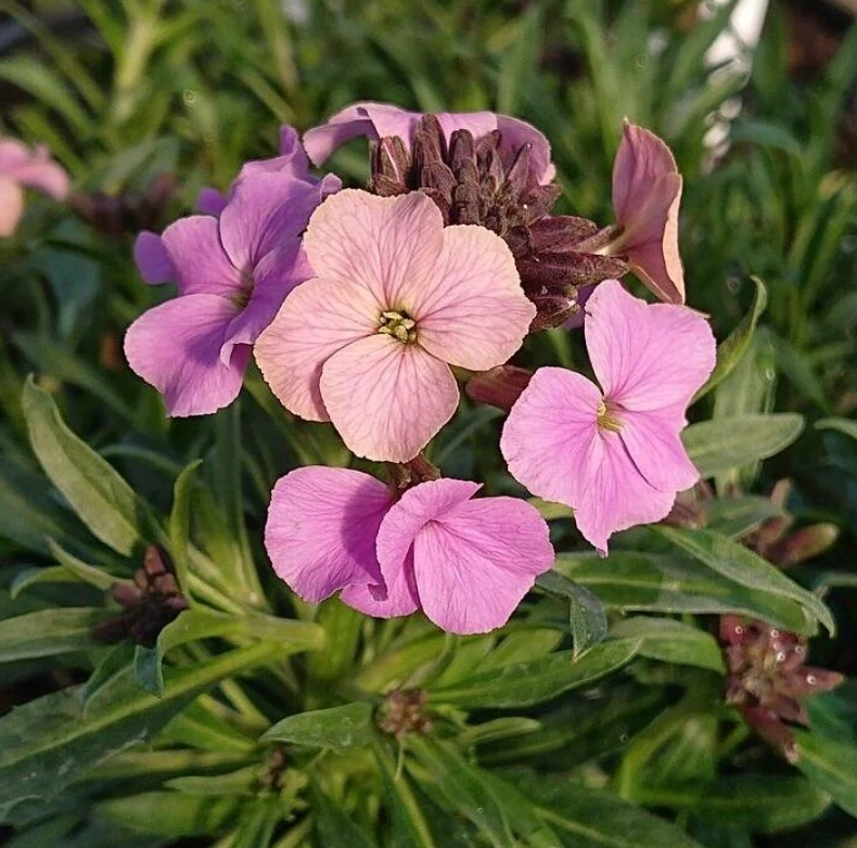Pink Perennial Wallflower