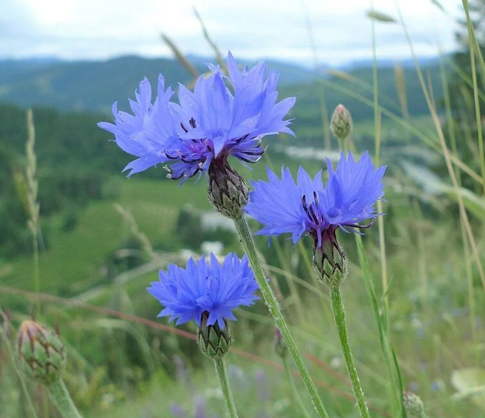 Our Beautiful Native Cornflower
