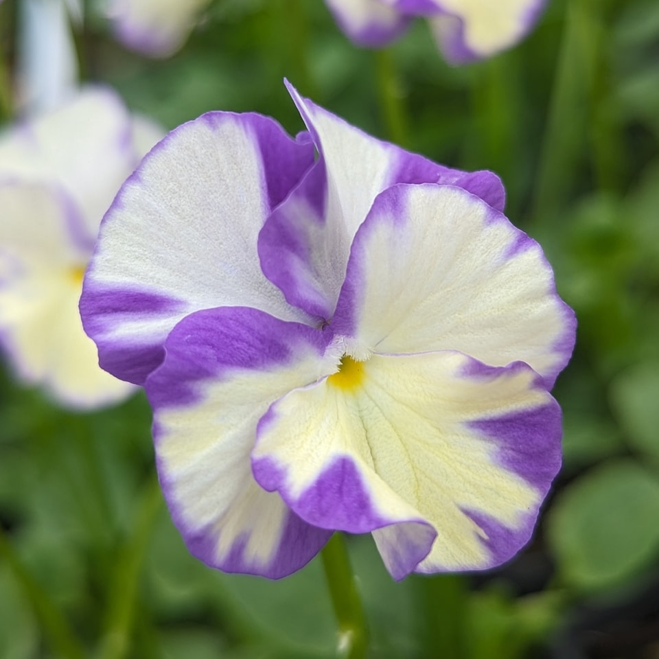 Strong Scented Viola 'Rebecca'