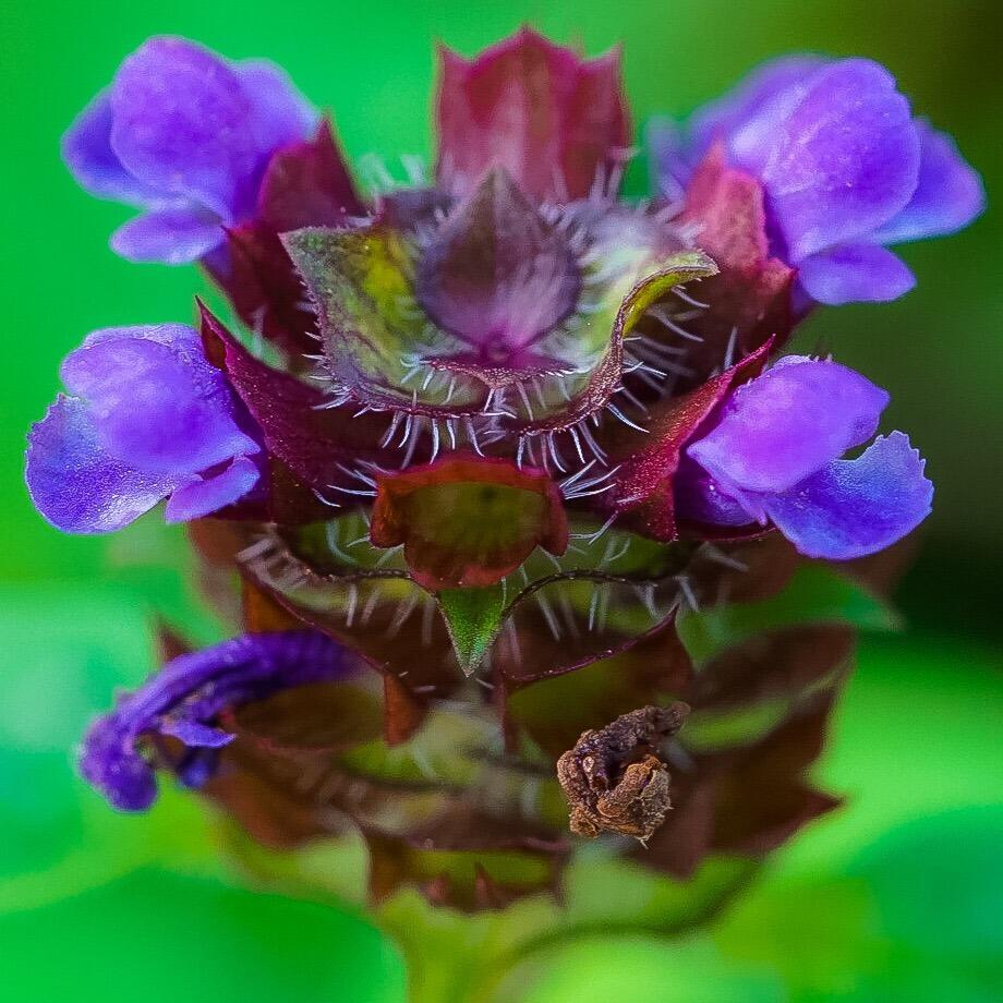 Native Self-heal