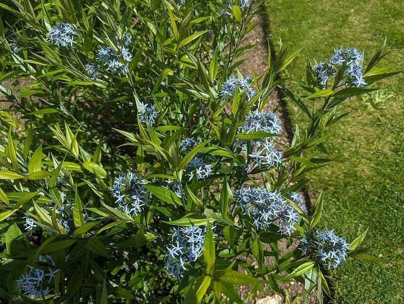 Eastern Blue Star