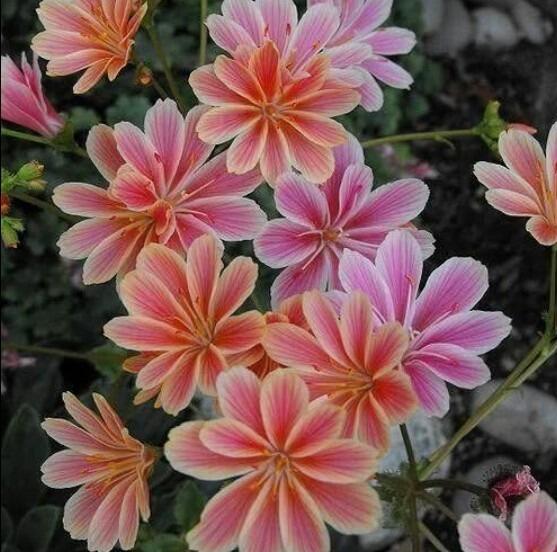 Cliff Maids for Drought Tolerance