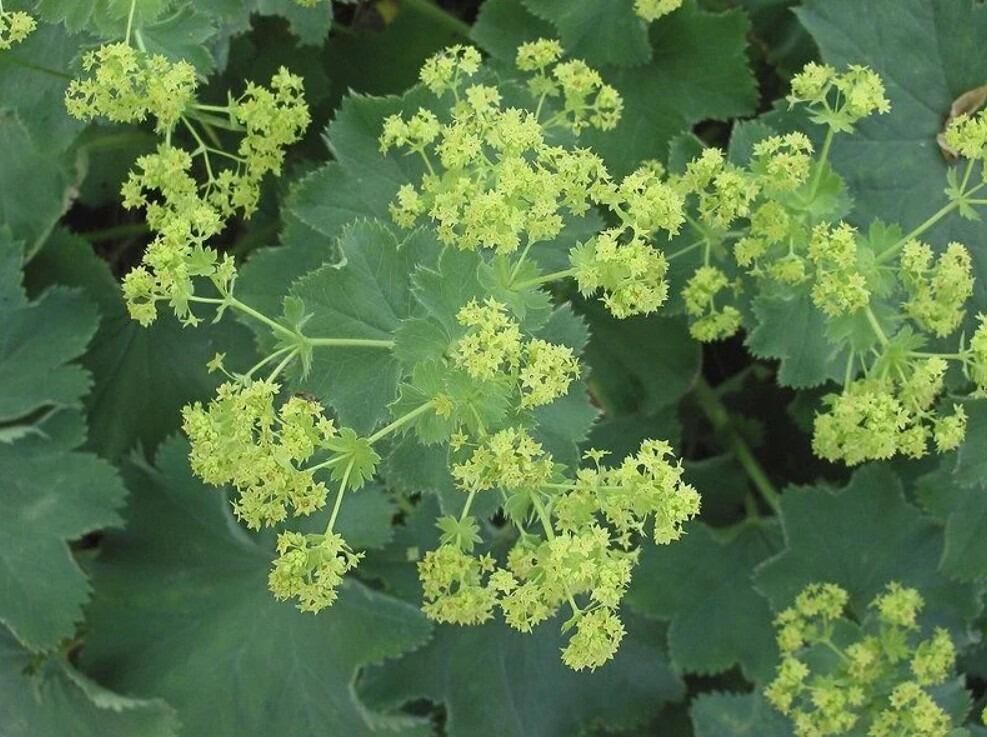 Lady's Mantle for Drought Tolerance
