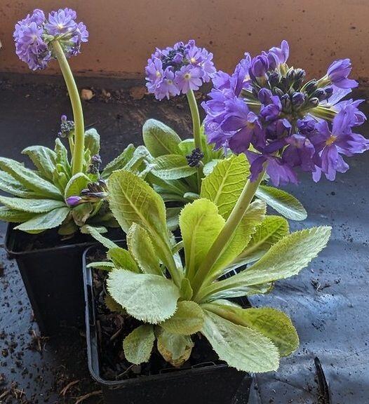 Drumstick Primula