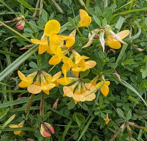 Bird's-foot-trefoil