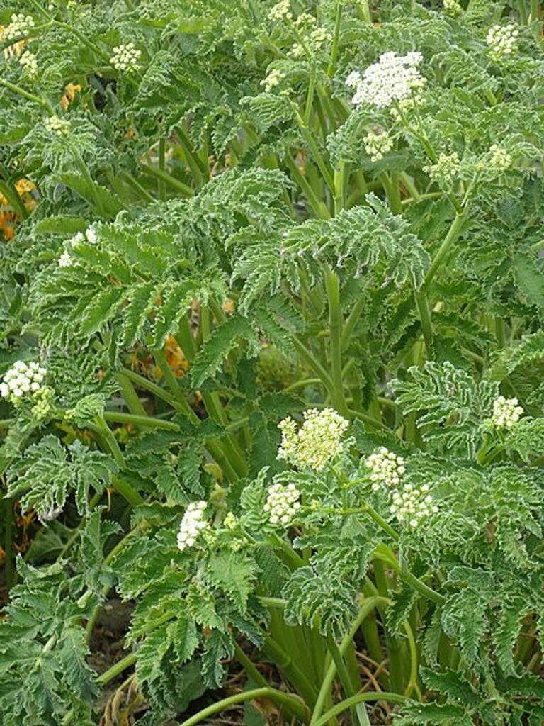 Tidy alternative to Cow Parsley