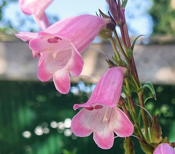 Penstemons Available Now.