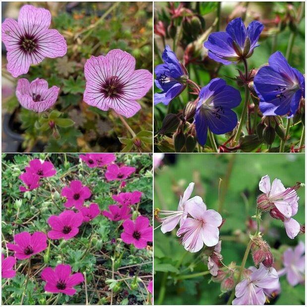 Reliable Hardy Geraniums