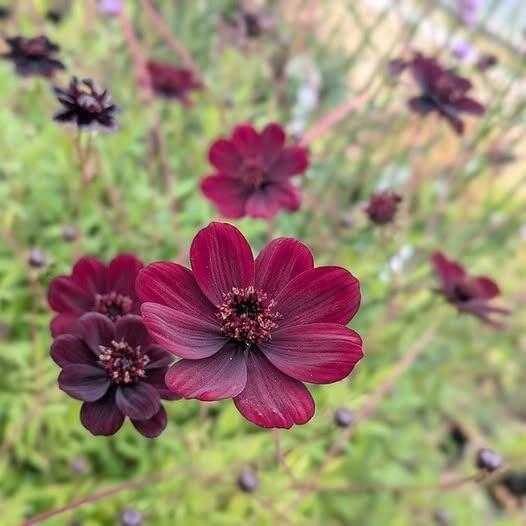 Fantastic Chocolate Cosmos