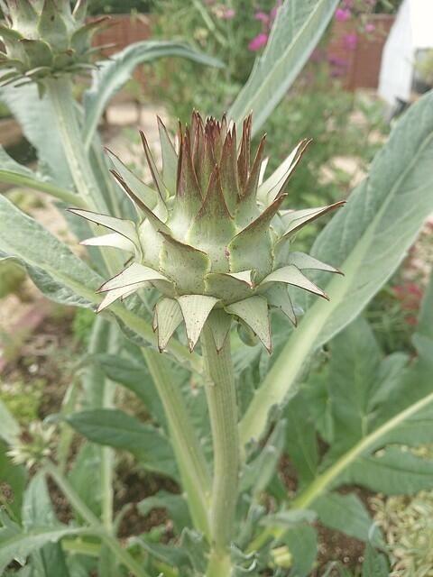 The Stately Cardoon