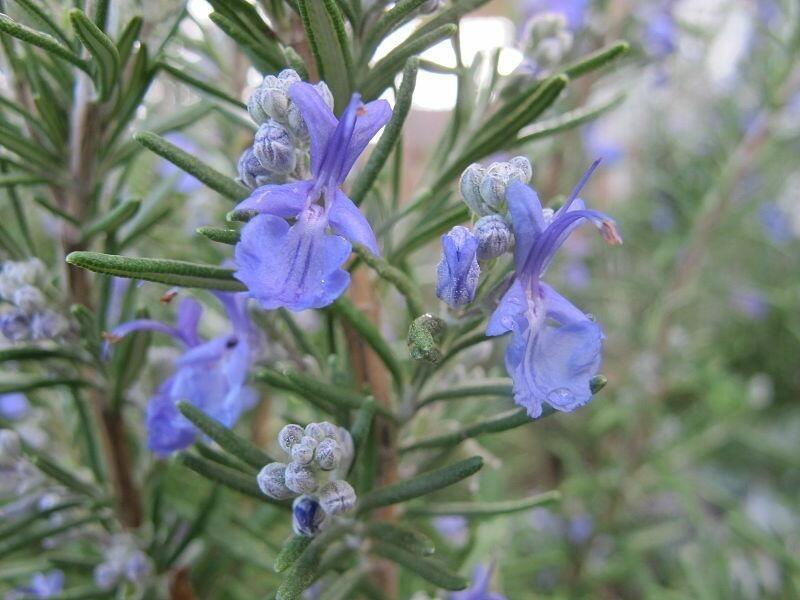 Gorgeous Ginger Rosemary