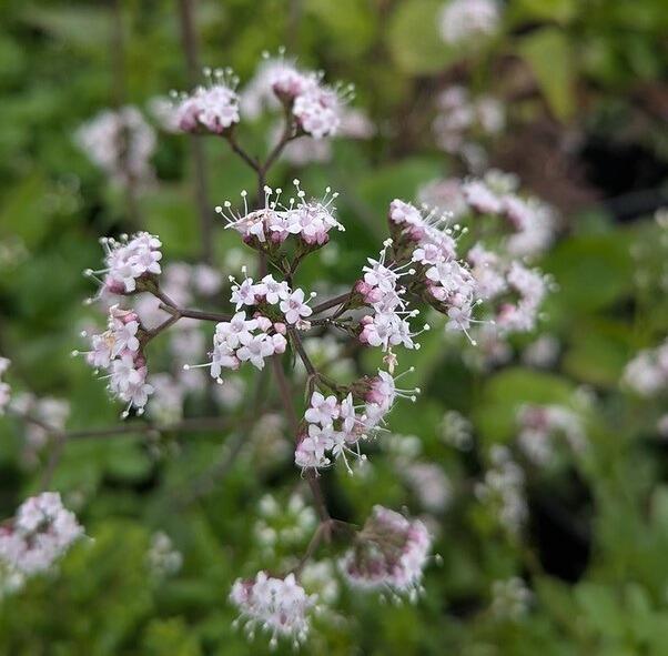 Indian Valerian