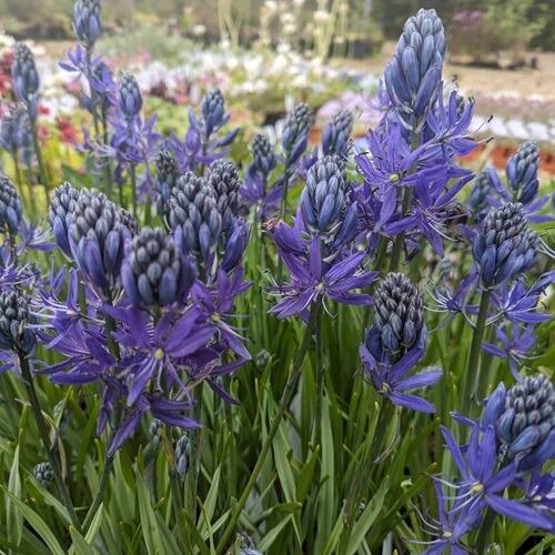 Beautiful Camassias