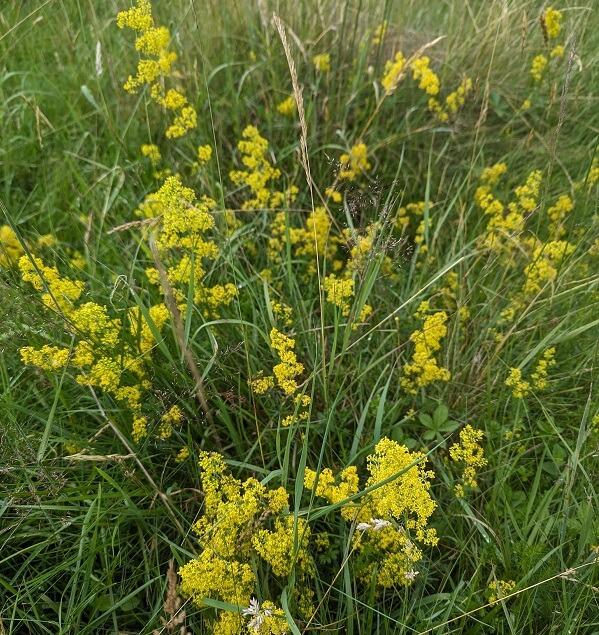 Lady's Bedstraw
