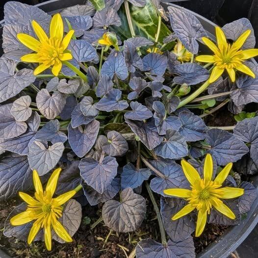 Brazen Hussey Celandine
