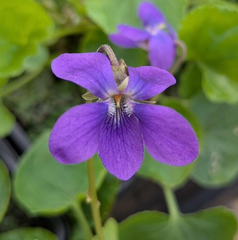 Viola odorata 'Royal Robe'
