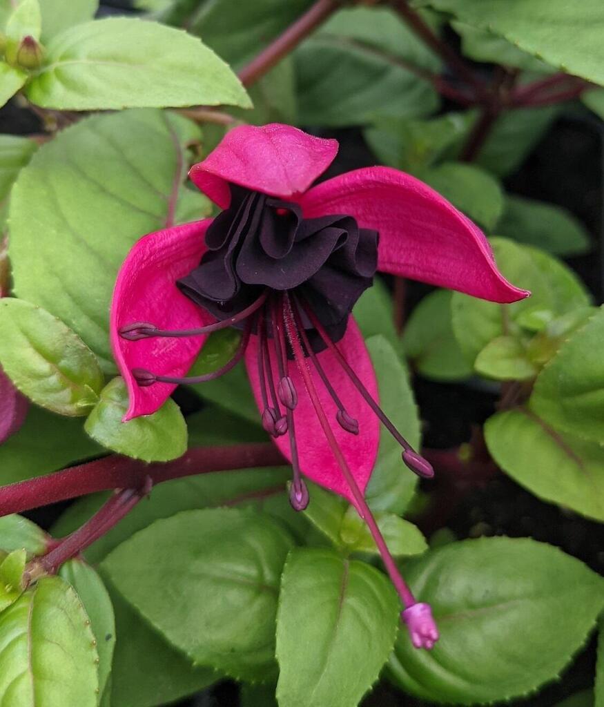 Black Fuchsia