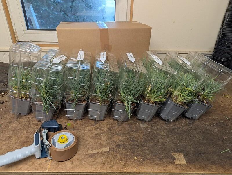 Plants for RHS Wisley