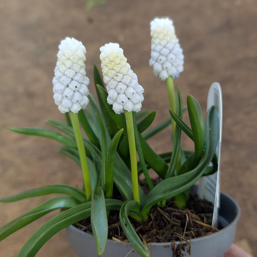 White Grape Hyacinths