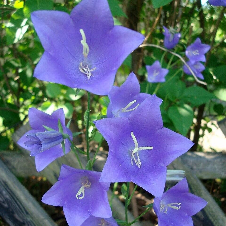 The Peach-leaved Bellflower