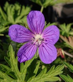 Hardy Geranium Nimbus