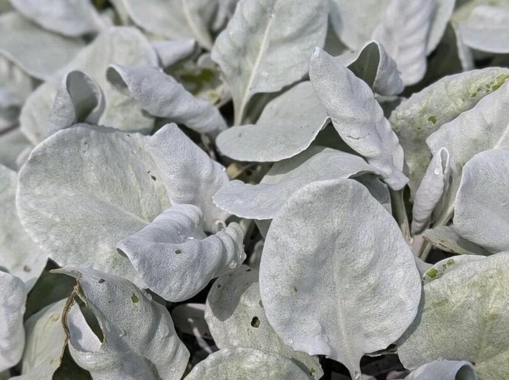 Drought-tolerant Grey Evergreen
